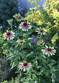 Echinacea purpurea 'Green Envy'